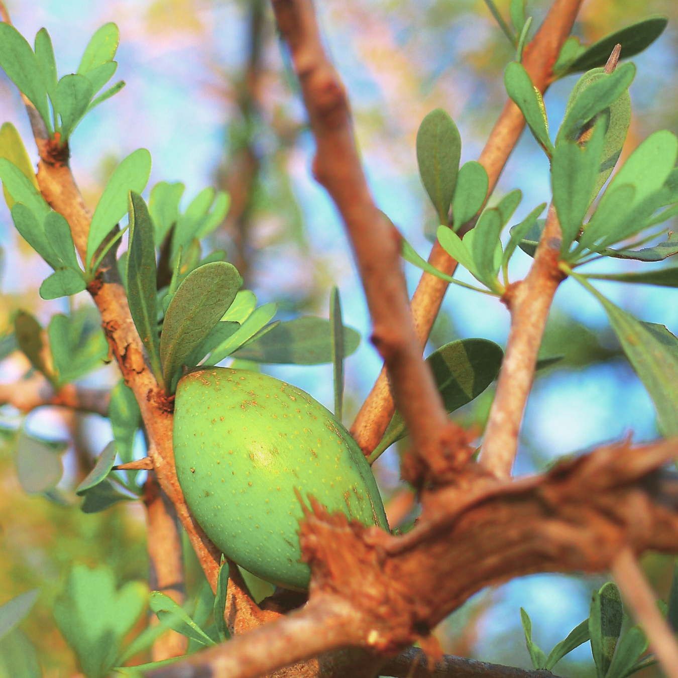 ARGANOVO OLJE – ELIKSIR MLADOSTI