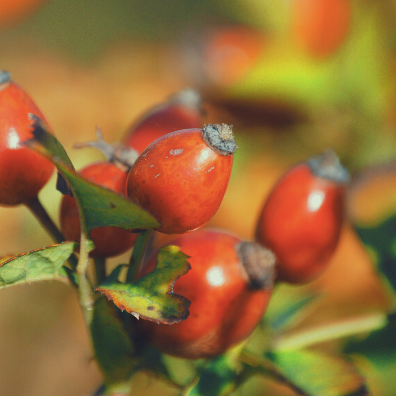 ŠIPKOVO OLJE ZA REGENERACIJO KOŽE